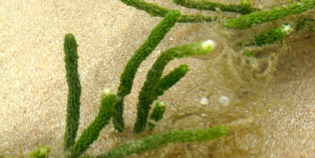 algae