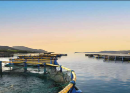 screenshot of aquaculture report cover