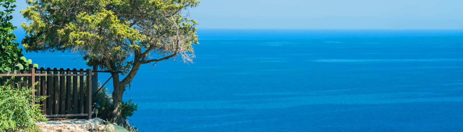 coastline Mediterranean with sea and olive tree on the rocks