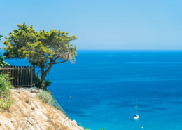 coastline Mediterranean with sea and olive tree on the rocks