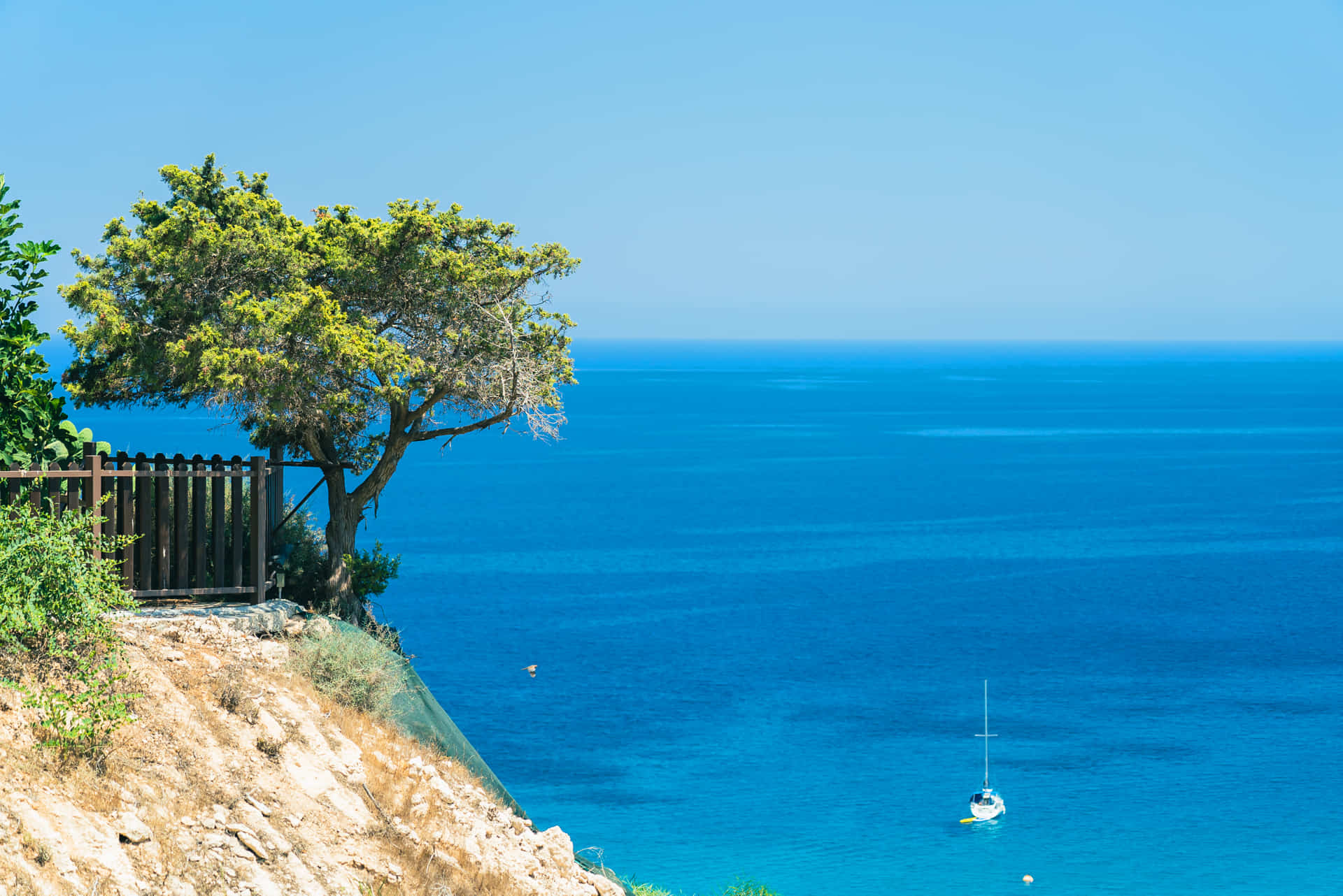 coastline Mediterranean with sea and olive tree on the rocks